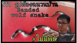 รีวิว​ งูปล้องฉนวนบ้าน​ Banded wolf snake [upl. by Ruelu]