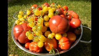 🍅 Tomaten selber anbauen 🍅 Vom Keimling bis zur Köstlichkeit Die eigenen Tomaten [upl. by Oswal145]