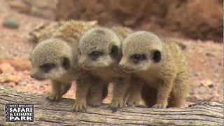 Baby Meerkats at West Midland Safari Park [upl. by Donia933]