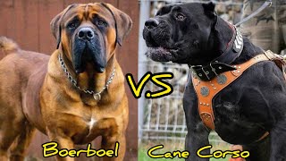 Boerboel VS Cane Corso  Qual o mais poderoso [upl. by Rawley]