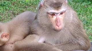 short Cute cutemonkeymonkeymonkeybehaviors [upl. by Genesia]