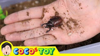 Insects and reptiles live in my flower pot｜reptile and insect names for children｜CoCosToy [upl. by Dorca]