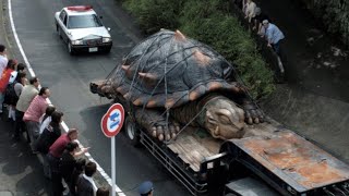 OS MAIORES ANIMAIS JÃ CAPTURADOS EM TODA A HISTÃ“RIA DO PLANETA QUE VÃƒO TE SURPREENDER  DOCUMENTÃRIO [upl. by Ahsinek635]