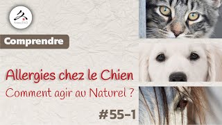 551 Allergies Puces et Acariens chez le Chien comment agir avec la phytothérapie [upl. by Eirrotal]