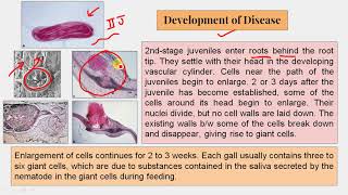 20 Nematodes 1 Meloidogyne 1 [upl. by Japheth]