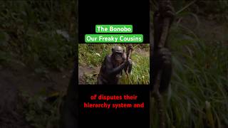 The Bonobos are overlooked biology [upl. by Nylirrej]