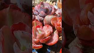 Succulents Identification Echeveria Beyonce Rainbow senda succulents beyoncesucculent [upl. by Einamrej]