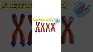 EXERCISE AND TELOMERES DNA exercise telomeres dna aging exercise fitness telomerase [upl. by Eelorac463]