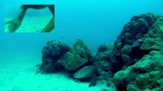 Hanauma Bay Freedive  Oahu Hawaii HD [upl. by Aiveneg]