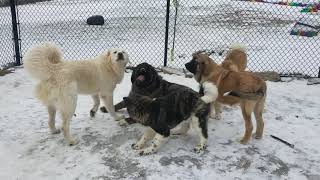 Caucasian Ovcharka vs Caucasian Ovcharka vs American Akitas vs Spanish Mastiff vs Tibetan Mastiff [upl. by Lepley]