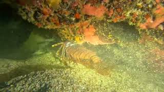 Green Moray Eel eating a lion fish scuba diving [upl. by Finella606]