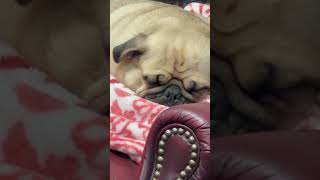 Nap time pug Lazyday ￼ snoring [upl. by Khalil]