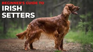 BEGINNERS GUIDE TO THE IRISH SETTER [upl. by Euqinot]