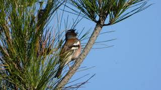 Chaffinch Singing Fringilla coelebs [upl. by Irma]