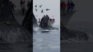 SURPRISING HUMPBACK WHALE LUNGE FEEDING IN FRONT OF WHALE WATCH BOATS Pt 2 [upl. by Hopper]