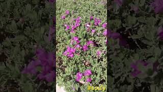 Leucophyllum Frutescens souly shortvideos qatar [upl. by Margareta]