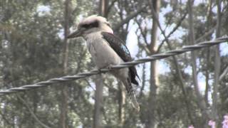 Kookaburra v Gold fish [upl. by Camm819]