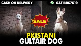 Top Class Pakistani Gultair Dog For SaleCargo All Over PakistanContact Number 03314957619 [upl. by Llenrap]