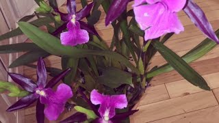 How I care for miltonia Orchid care light watering fertilizing repotting Miltonia Bluntii [upl. by Dhaf468]