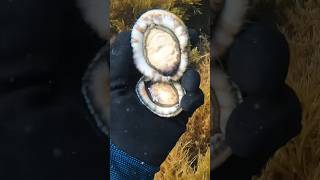 DANGEROUS abalone dive diving fishing survival foraging [upl. by Ecineg]