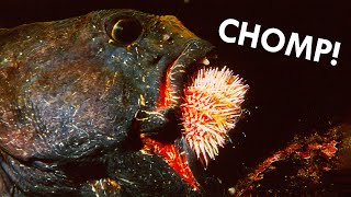 Wolf Eels Eat Spiny Sea Urchins Alive [upl. by Aizitel]