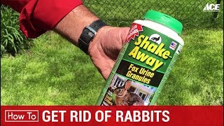 How To Get Rid of Rabbits  Ace Hardware [upl. by Stedt]