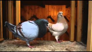 Documentary on Fancy Pigeon Breeding [upl. by Nehtanhoj507]