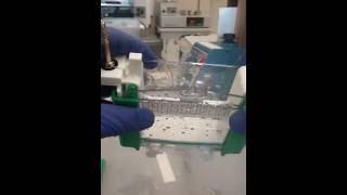 Biorad Precast TGX Protein Gel Part 1 taking cassette apart [upl. by Aplihs]