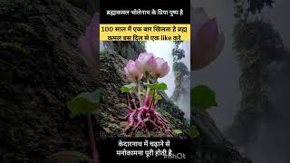 100 साल में एक बार खिलता है ब्रह्मा कमल 🙏bholenath mahadev kedarnath mahakal shortvideo shorts [upl. by Natrav]