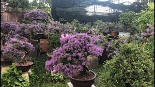 Linh Sam  Desmodium  Bluebell Bonsai Of Le Quang Truong Le [upl. by Anali]