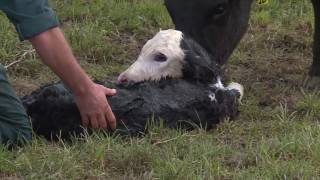 Calving cows and collecting calves [upl. by Ahsim]