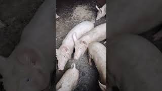 Open pig farming in India [upl. by Nunci450]