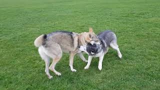 Skye Siberian Husky and Tala Czechoslovakian Vlcak Wolfdog having a good run and play [upl. by Stets]