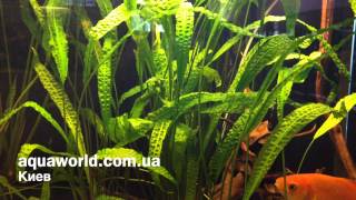 Криптокорина апоногетонолистная Cryptocoryne aponogetifolia [upl. by Eardnoed883]