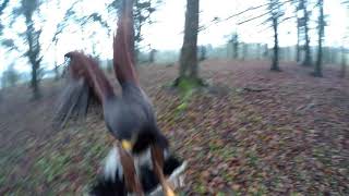 Hunting with Harris Hawks Season 202021 Course language viewer discretion Lolas Day [upl. by Salahi]