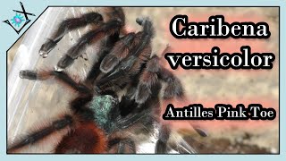 Breeding The Third Female Tarantula  Caribena versicolor【Tarantula Breeding】 [upl. by Docila]