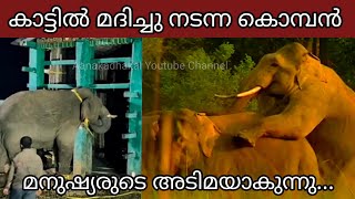 അരികൊമ്പനും ഈ ഗതി ഉണ്ടാകുമോ കാട്ടിൽ മദിച്ചു നടന്ന കൊമ്പൻ  Arikomban latest news [upl. by Farrington]