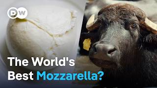 How buffalo mozzarella is made in Italy [upl. by Cohin]