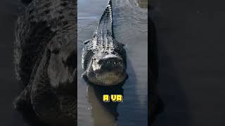 Saltwater Crocodile facts fascinatingcreatures animals wildlife [upl. by Phina]