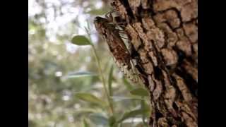 chants de plusieurs cigales sur un olivier en provence [upl. by Market]