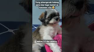 MiRACLE the shihtzu  shihtzu furever furmomlife doglovers [upl. by Cohleen]