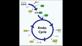 Why Oxidation of Acetyl CoA to CO2 by the krebs Cycle is a central process in Energy Metabolism [upl. by Elgna828]