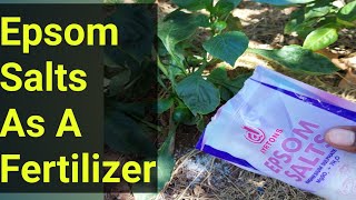 How To Use Epsom Salts As A Fertilizer Safe and Easy [upl. by Rubia47]