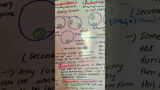 phagocytosis autophagy biology cellbiology scienceeducation [upl. by Annoved]