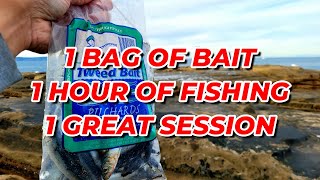 1 bag of pilchard bait amp 1 hour of fishing [upl. by Tyler]