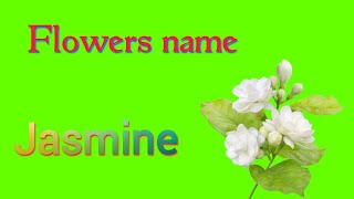 Jasmine ko hindi mein kya bolate hain  Jasmine meaning in hindi  Jasmine  चमेली  Spelling [upl. by Len745]