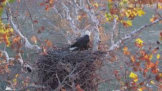 PA Farm Country Eagles HDOnTap Free Live Cams From Around the World — Mozilla Firefox 2024 11 09 [upl. by Natiha]