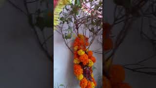 hindi song tulsibhajan Chatur simaiya Jay Tulsi Maiya [upl. by Silsby]