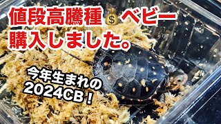 昨年から値段が爆上がりしているカメの赤ちゃんを購入しました。 [upl. by Winstonn]