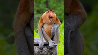 Meet The Fascinating Proboscis Monkey wildlife animals monkey [upl. by Ahsiram]